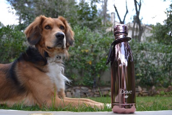 Zen with Chilly's rose gold bottle